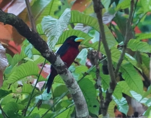 Black-and-red Broadbill