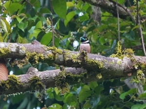 Black-and-yellow Broadbill