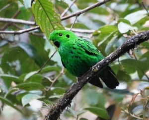 Whitehead's Broadbill
