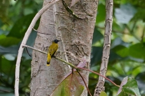 Black-headed Bulbul