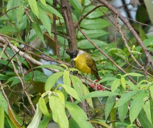 Bornean Bulbul