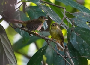 Hairy-backed Bulbul