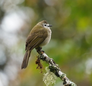 Pale-faced Bulbul