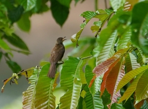 Spectacled Bulbul (immature)