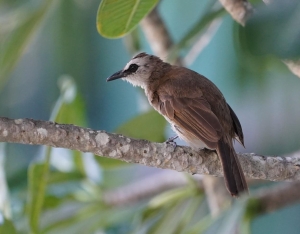 Yellow-vented Bulbul (Sunda)