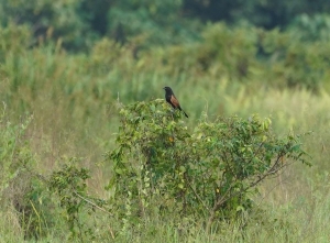 Lesser Coucal