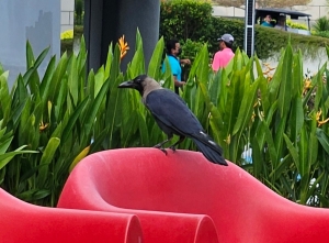House Crow