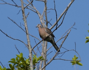 Spotted Dove