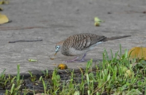 Zebra Dove