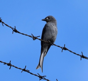 Ashy Drongo (Bornean)