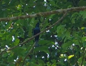 Bronzed Drongo