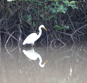Great Egret