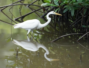 Medium Egret