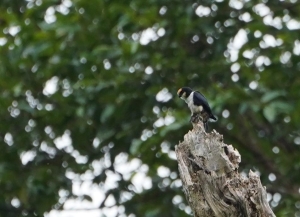White-fronted Falconet