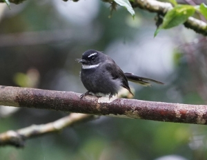 White-throated Fantail
