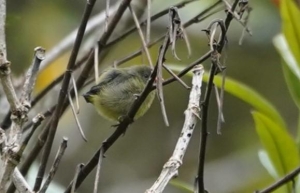 Black-sided Flowerpecker (immature)