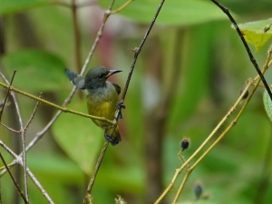 Orange-bellied Flowerpecker (female)