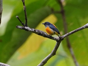 Orange-bellied Flowerpecker (male)