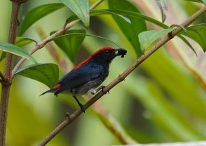 Scarlet-backed Flowerpecker