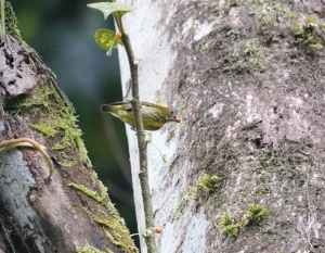 Yellow-breasted Flowerpecker