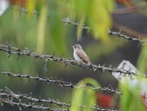 Asian Brown Flycatcher