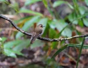 Eyebrowed Jungle Flycatcher