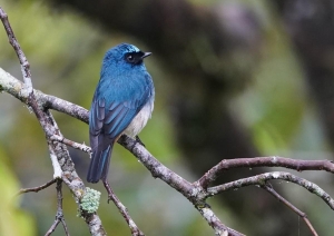 Indigo Flycatcher