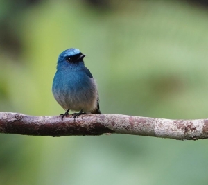 Indigo Flycatcher