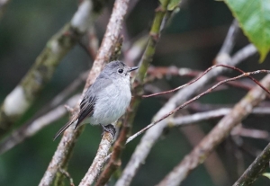 Little Pied Flycatcher (female)