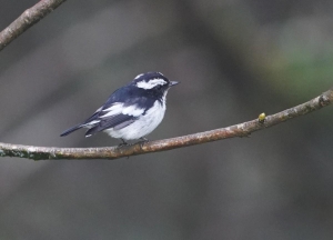 Little Pied Flycatcher (male)
