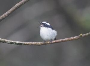 Little Pied Flycatcher (male)