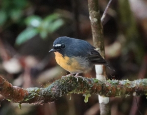 Snowy-browed Flycatcher