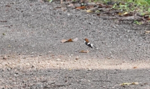 Chestnut-naped Forktail