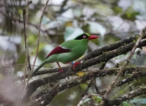 Bornean Green-magpie