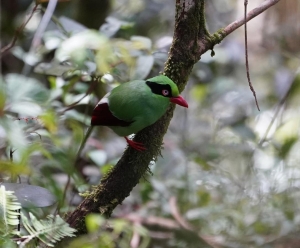 Bornean Green-magpie