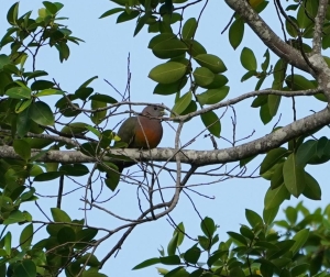 Pink-necked Green-pigeon