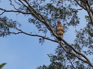 Wallace's Hawk-eagle