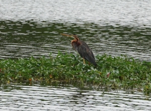 Purple Heron