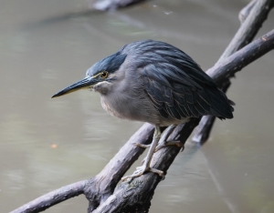 Striated Heron