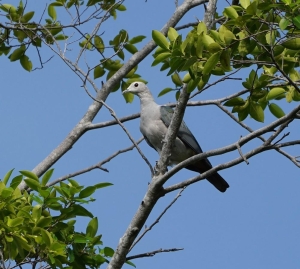Green Imperial-pigeon