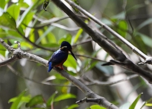 Blue-eared Kingfisher