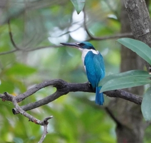 Collared Kingfisher