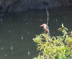 Stork-billed Kingfisher