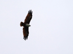 Brahminy Kite