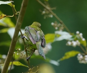 Lesser Green Leafbird