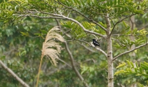 Oriental Magpie-robin