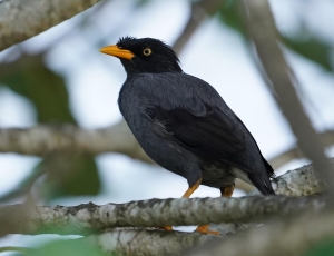 Javan Myna