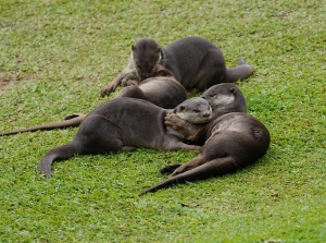 Otters