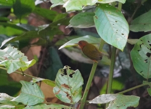 Rufous Piculet