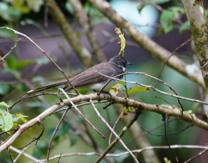 Malaysian Pied-fantail